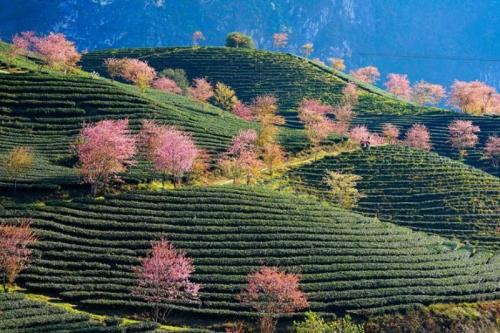 Best Month to Visit Sapa: A Comprehensive Guide | VIETNAM TRAVEL | SAPA