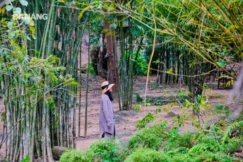 Lost in the beautiful Japanese green bamboo forest in Son Tra Tinh Vien - Da Nang